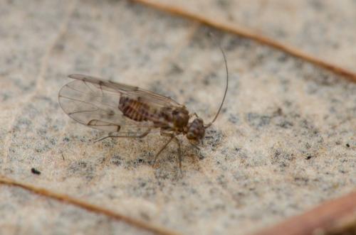 Réf. 274 630 : Ectopsocus briggsi